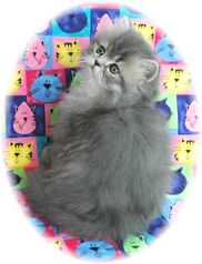 Blue Tabby Persian Kitten