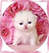 Copper Eyed White Persian Kitten, doll-face persians, persian kittens for sale, persian kittens