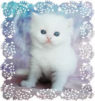 Blue Eyed White Toy Persian Kitten, doll face persians, Persian kittens for sale, Persian kittens