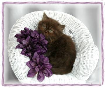 Chocolate Persian, Persian kittens for sale