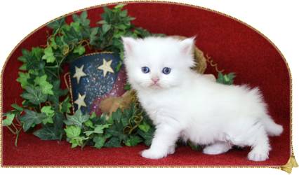 Blue Eyed White Rag A Per Kitten