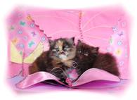 Chocolate Persian kitten, Persian kittens for sale
