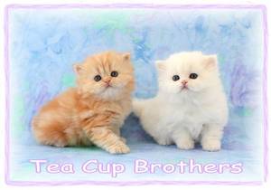 Tea Cup Persian