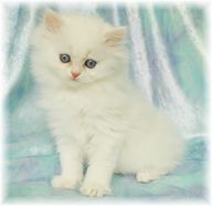 Blue Eyed White Persian kitten, doll face persian, Persian kittens for sale, Persian kittens