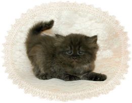 Chocolate Persian kitten
