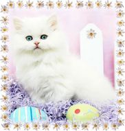 Blue Eyed White Persian Kitten, dollface persian, Persian kittens for sale, Persian kittens