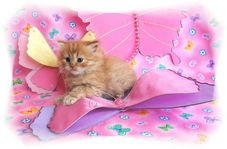 Red Tabby Persian Kitten