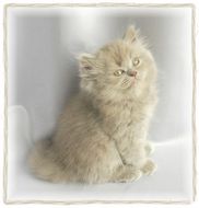 Lilac Persian Kitten