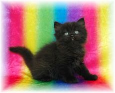 Black Persian kitten