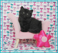 Black Persian Kitten, doll face persians, Persian Kittens, Persian kittens for sale