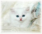 Blue Eyed White Rag A Per kitten