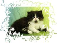 Black and White Bi Color Persian Kitten, dollface persians, persain kittens for sale, persian kittens