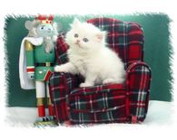 Blue Eyed White Persian Kitten, doll face persians, Persain kittens, Persian kittens for sale