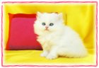 blue eyed white persian kitten dollfaced