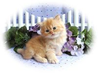 Red Toy Persian Kitten, dollface persians, persian kittens for sale, Persian kittens