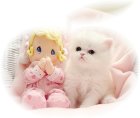 Copper eyed white persian kitten, doll face persian