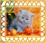 Lilac Tea Cup Persian Kitten, doll face persians, Persian kittens, Persian kittens for sale