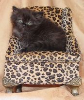 Black Persian Kitten, Persian kittens for sale, Persian kittens, doll-face persian