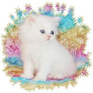 Cameo Persian Kitten, doll-face persians, Persian kittens for sale, Persian kittens