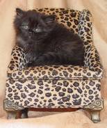 Black Persian Kitten and Black and White Bi Color Persian Kitten, Persian kittens for sale