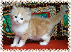 Red and White Bi Color Ragaper Kitten
