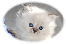 Blue Lynx Point Toy Himalayan