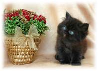 Black Persian Kitten, Persian kittens for sale