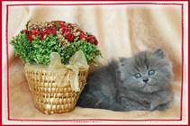 Blue Tea Cup Persian Kitten, Persian kittens for sale