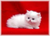 Copper Eyed White Persian Kitten, Persian kittens for sale