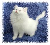Blue Eyed White Persian Kitten, Persian kittens for sale