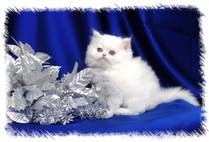 Copper Eyed White Persian Kitten, Persian kittens for sale