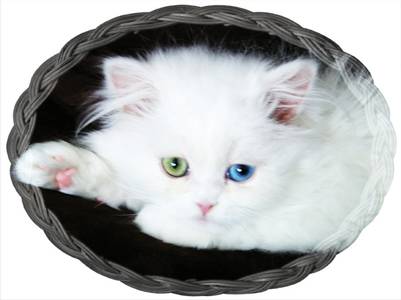 Blue Eyed White Persian kittens for sale