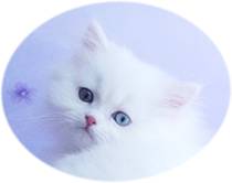Odd eyed white Persian, Persian kittens for sale