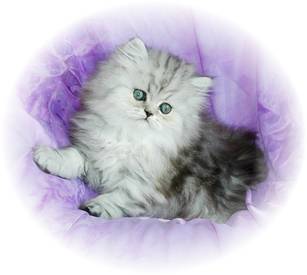 Shaded Silver Toy Persian, Persian kittens for sale