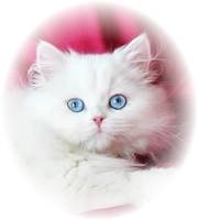 Blue Eyed White Persian Tea Cup, White Kittens with blue eyes, Cashmere white Persians