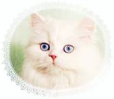 Blue Eyed White Teacup Persian