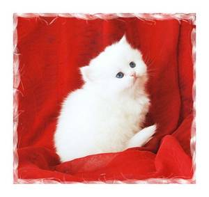 Persian kittens, White Persians, Blue eyed white persians, Persian kittens for sale
