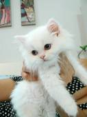 White Persian Kitten, Persian kittens for sale