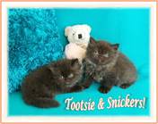 Chocolate Persian kittens, Persian kittens for sale