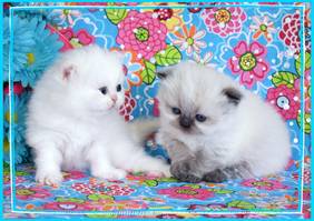 Teacup kittens