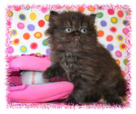 Black Tea Cup Persian kitten for sale
