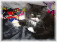 Black and White Bi Color Persian Kitten, Persian kittens for sale