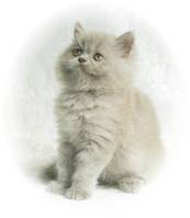 Lilac Persian, Persian kittens for sale