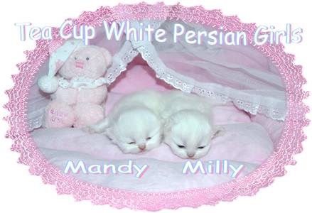 White Tea Cup Persian