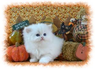 Red Tabby Tea Cup Persian kitten for sale