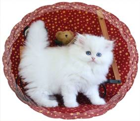 Red Tabby Tea Cup Persian kitten for sale