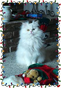 Odd eyed white Persian kitten