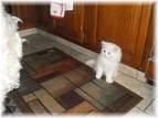 Blue eyed white persian for sale