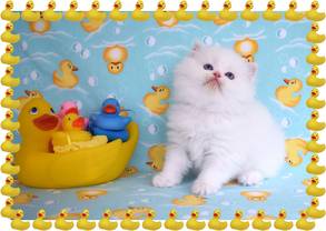 Blue Eyed White Teacup Persian