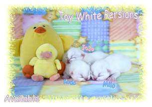 White Toy Persians